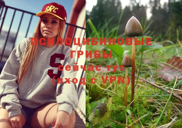 крисы Сосновый Бор